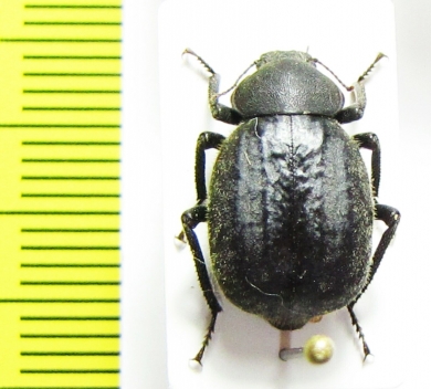 Entomochilus sp.  Chile - INSECTS-STORE.RU