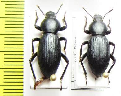Nycterinus rugiceps  Chile - INSECTS-STORE.RU
