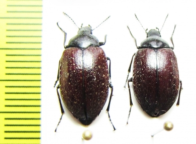 Nyctopetus sp.  Chile - INSECTS-STORE.RU