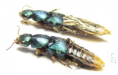 Staphylinidae sp.  Peru - INSECTS-STORE.RU