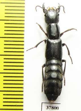 Staphylinidae sp.  Russia, Astrakhan reg. - INSECTS-STORE.RU