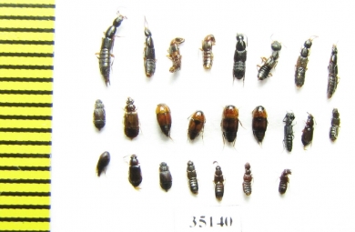 Staphylinidae sp.  Russia, Tver reg. - INSECTS-STORE.RU