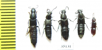 Staphylinidae sp.  Russia, Tver reg. - INSECTS-STORE.RU