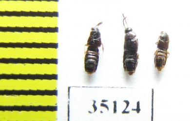 Staphylinidae sp.  Russia, Tver reg. (from Ant hill) - INSECTS-STORE.RU