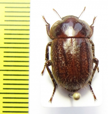 Praocis chevrolatii  Chile - INSECTS-STORE.RU