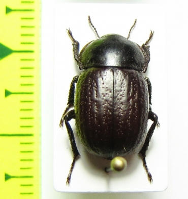 Praocis chevrolatii  Chile - INSECTS-STORE.RU