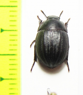 Praocis costatula  Chile - INSECTS-STORE.RU