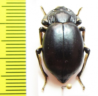 Psectrascelis pilipes  Chile - INSECTS-STORE.RU