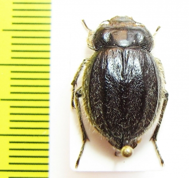 Psectrascelis similis  Chile - INSECTS-STORE.RU