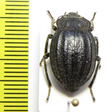 Psectrascelis subcostata  Chile - INSECTS-STORE.RU