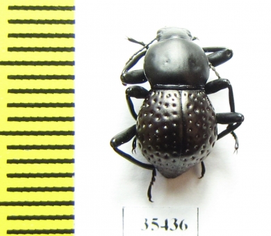 Tenebrionidae sp.  Mexico - INSECTS-STORE.RU