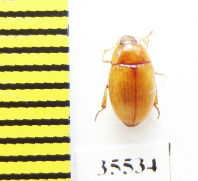 Tenebrionidae sp.  Mexico - INSECTS-STORE.RU
