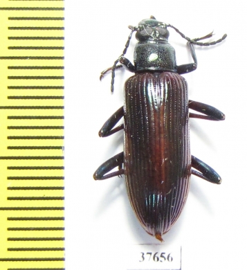 Tenebrionidae sp.  Honduras - INSECTS-STORE.RU