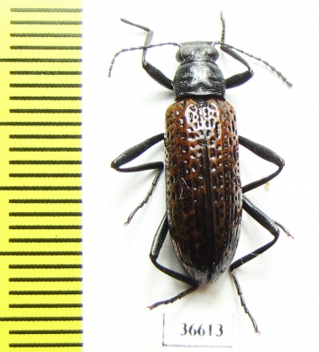 Tenebrionidae sp.  Costa Rica - INSECTS-STORE.RU