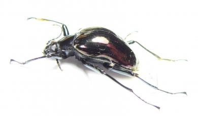 Tenebrionidae sp.  Ecuador - INSECTS-STORE.RU