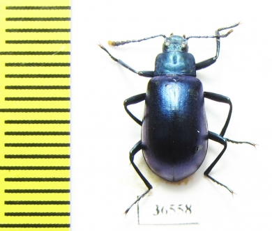 Tenebrionidae sp.  Peru - INSECTS-STORE.RU