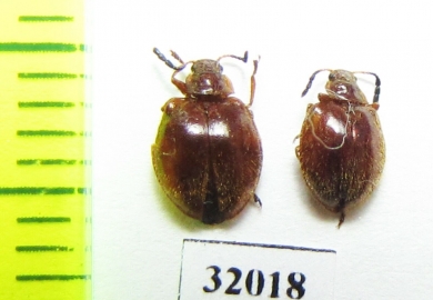 Tenebrionidae sp.  Peru - INSECTS-STORE.RU