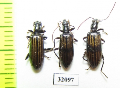 Tenebrionidae sp.  Peru - INSECTS-STORE.RU
