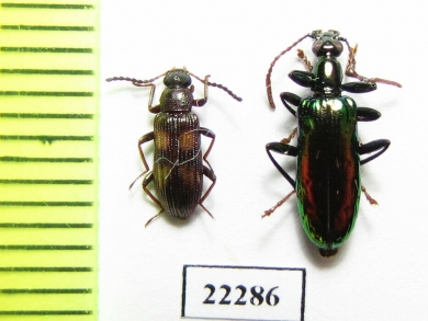 Tenebrionidae sp.  Peru - INSECTS-STORE.RU