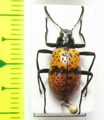 Tenebrionidae sp.  Peru - INSECTS-STORE.RU