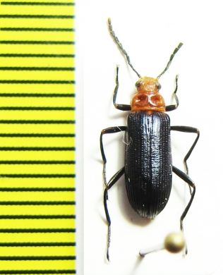 Tenebrionidae sp.  Peru - INSECTS-STORE.RU