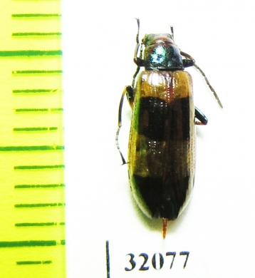 Tenebrionidae sp.  Peru - INSECTS-STORE.RU