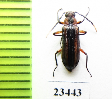 Tenebrionidae sp.  Peru - INSECTS-STORE.RU