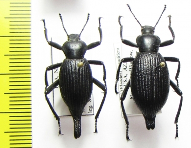 Eleodes caudifera, pair  USA - INSECTS-STORE.RU