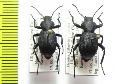 Eleodes cordata  USA - INSECTS-STORE.RU