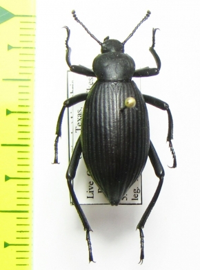 Eleodes hispilabris  USA - INSECTS-STORE.RU