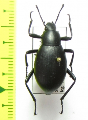 Eleodes subnitens  USA - INSECTS-STORE.RU