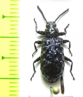 Phymatestes sp.  French Guiana - INSECTS-STORE.RU