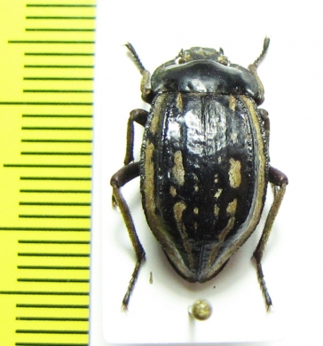 Pilobalia oblonga  Bolivia - INSECTS-STORE.RU
