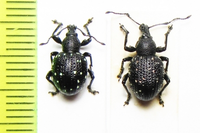 Curculionidae sp.  Croatia - INSECTS-STORE.RU