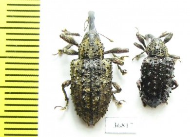 Curculionidae sp.  Ecuador - INSECTS-STORE.RU