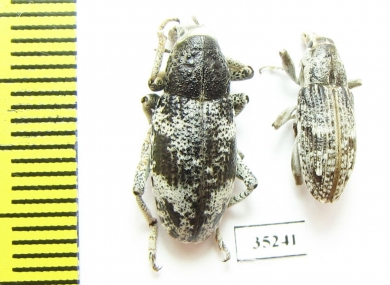 Curculionidae sp.  Kazakhstan - INSECTS-STORE.RU