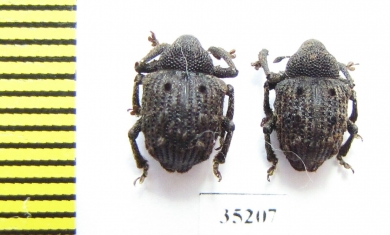 Curculionidae sp.  Laos - INSECTS-STORE.RU