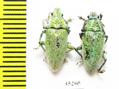 Curculionidae sp.  Laos - INSECTS-STORE.RU