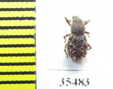 Curculionidae sp.  Mexico - INSECTS-STORE.RU