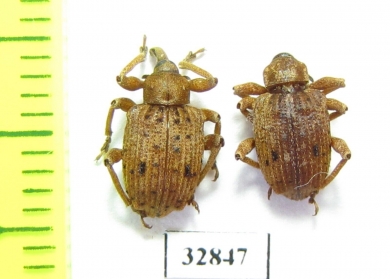 Curculionidae sp.  Panama - INSECTS-STORE.RU