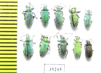 Curculionidae sp.  Russia, Tver reg. - INSECTS-STORE.RU