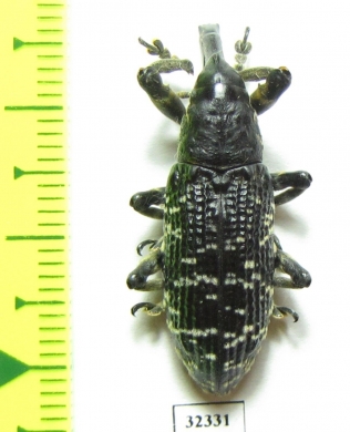 Curculionidae sp.  Madagascar - INSECTS-STORE.RU