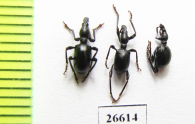 Curculionidae sp.  South Africa Rep. - INSECTS-STORE.RU