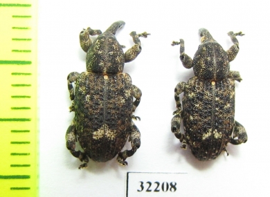Curculionidae sp.  South Africa Rep. - INSECTS-STORE.RU