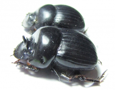 Dichotomius centralis, pair  Venezuela - INSECTS-STORE.RU