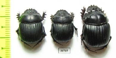 Dichotomius crinicollis  Argentina - INSECTS-STORE.RU