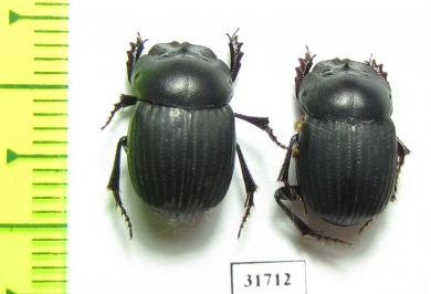 Dichotomius fortepunctatus  Equador - INSECTS-STORE.RU