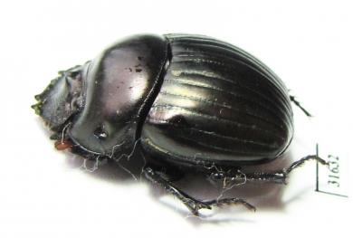 Dichotomius lycas  Brasilia - INSECTS-STORE.RU