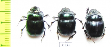 Dichotomius smaragdinus  Brasilia - INSECTS-STORE.RU