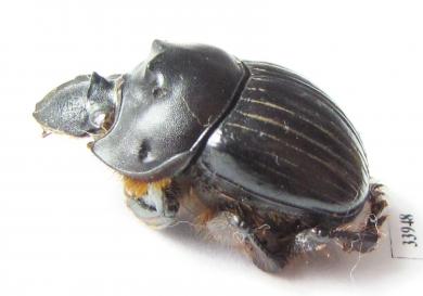 Dichotomius sp.  Panama - INSECTS-STORE.RU